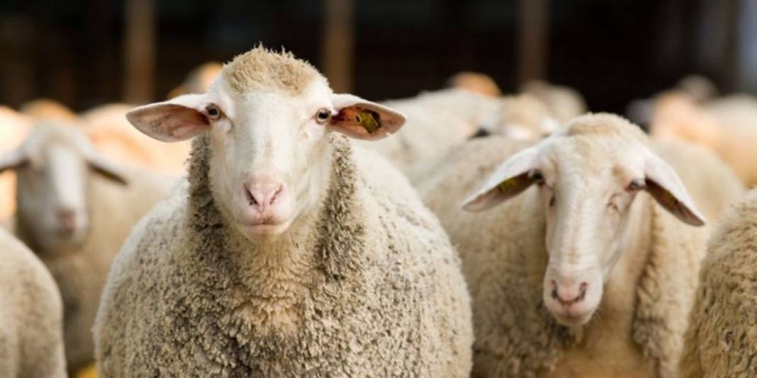 Et ve Süt Kurumu satılmayan kurbanlıklar için fiyat listesini yayımladı 9